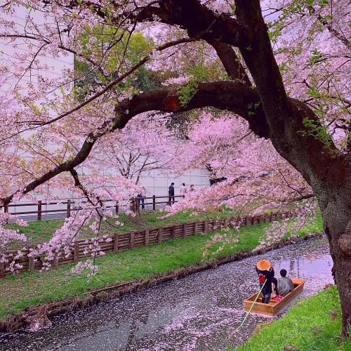 0015新河岸川の桜