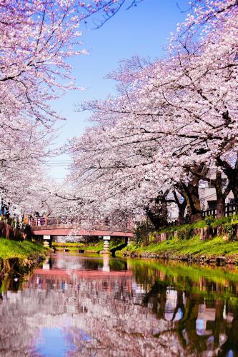 0018新河岸川の桜