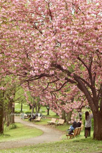 0044川越水上公園の八重桜