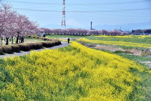0089小畔川堤の満開の桜と菜の花