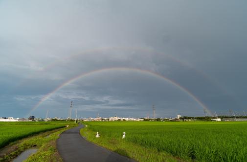 0167雷雨の後の田んぼに架かった虹