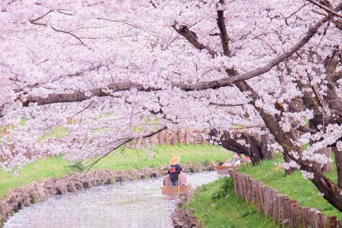 0284春のそよ風にのって散る誉桜の中の舟遊