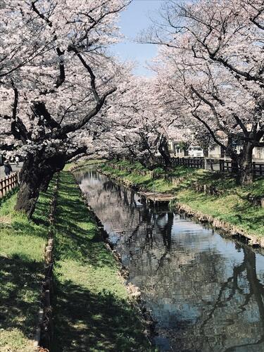 0307美しい桜並木