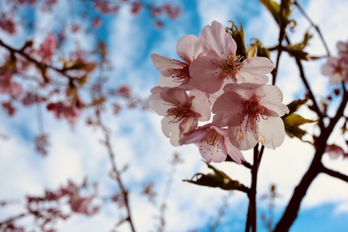 0352春を呼ぶ桜