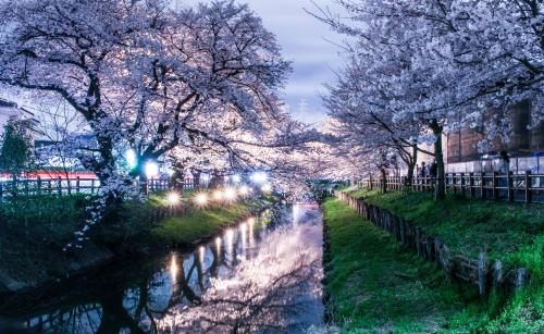 0038夜桜（川越氷川神社）