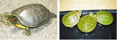 写真:アカミミガメの成体と幼体