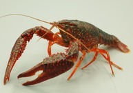 写真:アメリカザリガニ