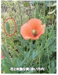 写真:ナガミヒナゲシの花と未熟な実