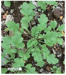 写真:ナガミヒナゲシのロゼット葉