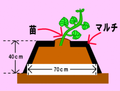イラスト：苗の植え方