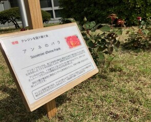 写真：アンネのバラ説明書き
