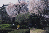 写真：境内の桜