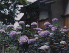 写真：境内の紫陽花