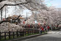 写真:新河岸川の桜