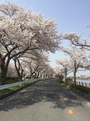 写真:伊佐沼の桜