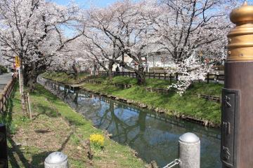 写真:新河岸川河畔桜並木