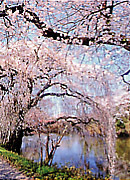 写真:棚倉城跡