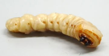 写真:クビアカツヤカミキリの幼虫