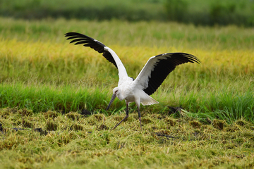 写真:羽ばたくコウノトリ