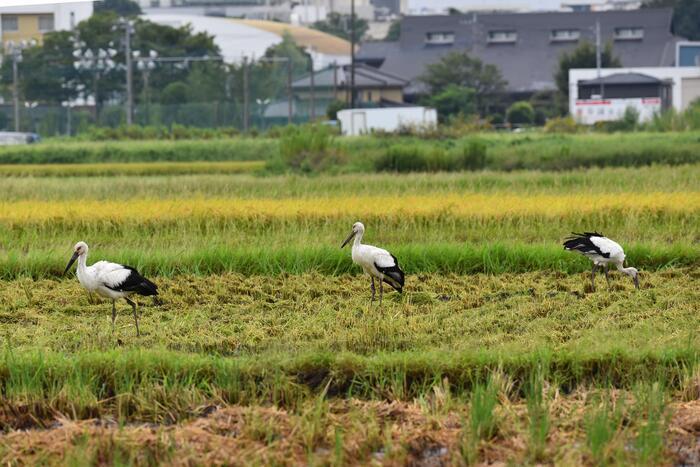 写真:飛来したコウノトリ