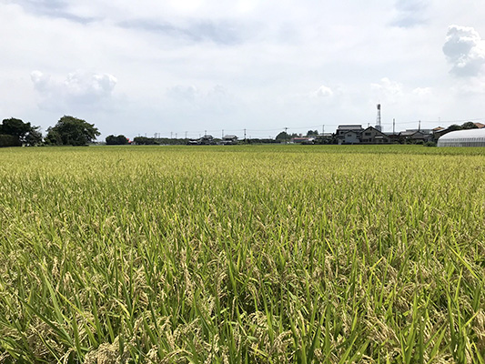 田んぼ