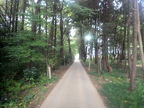 林の中の道の写真