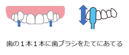 イラスト:歯の1本1本に歯ブラシをたてにあてる