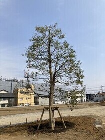 写真:クスノキを植樹した様子