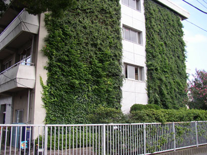 川越小学校の壁面緑化の様子
