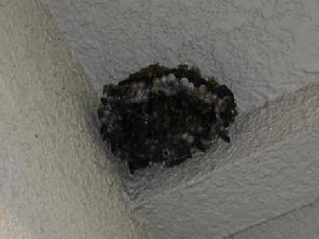朝のアシナガバチの巣の写真