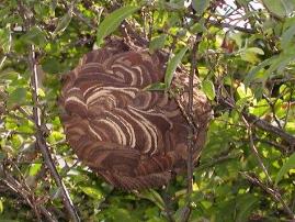 スズメバチの中後期の巣の写真