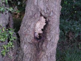 オオスズメバチの巣の写真