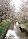 新河岸川桜並木