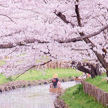 春のそよ風にのって散る誉桜の中の舟遊