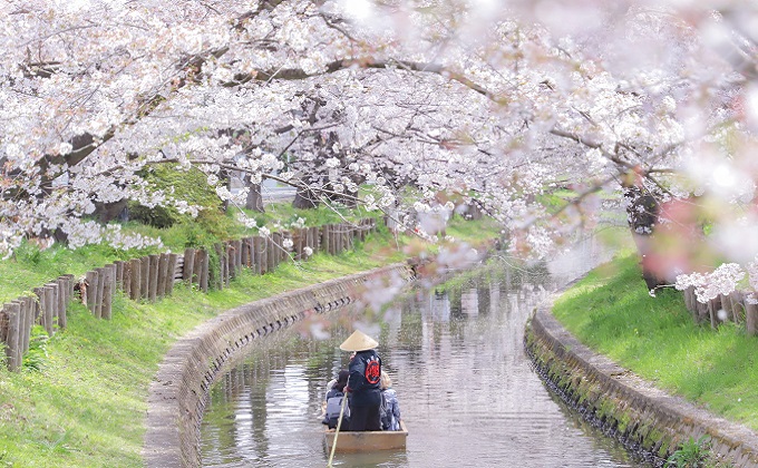 桜のトンネルを優雅に渡る舟