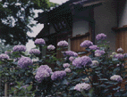 境内の紫陽花の写真